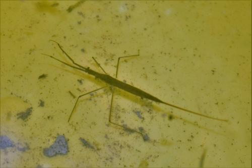 Ranatra linearis